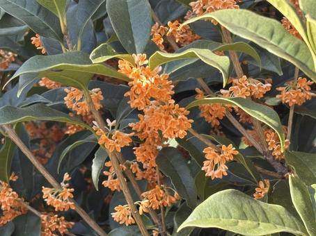 【花の写真】キンモクセイ（金木犀） キンモクセイ,金木犀,植物の写真素材