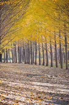 星観緑地の秋景色・札幌の色づく自然風景　 北海道,札幌,札幌市の写真素材