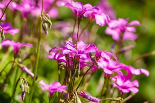 イモカタバミ⑶の写真