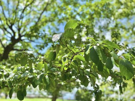 緑の葉っぱの写真