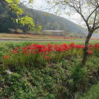 里山のまわりの彼岸花 里山のまわりの彼岸花の写真