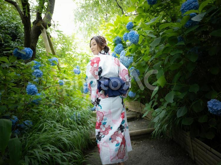 32：紫陽花と浴衣の女性 紫陽花,あじさい,浴衣の写真素材