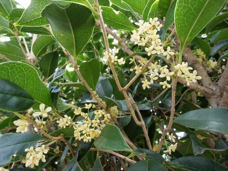 銀木犀の花 銀木犀の花 ギンモクセイ,銀木犀,モクセイの写真素材