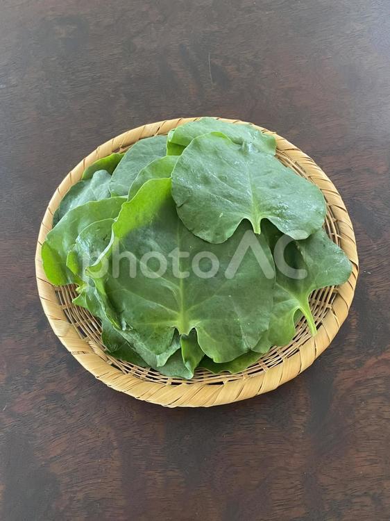 家庭菜園の恵み　おかわかめ おかわかめ,野菜,家庭菜園の写真素材