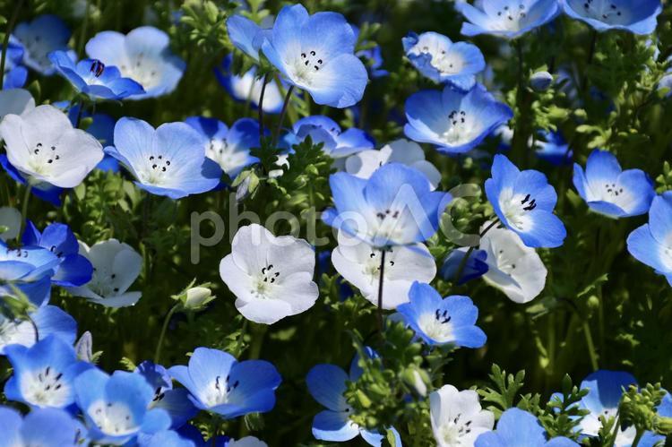ネモフィラの花 ５ ネモフィラ,ネモフィラの花,青い花の写真素材