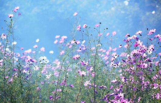 くよしの中に霞む秋桜の花 くよしの中に霞む秋桜の花 秋桜,花,ピンクの写真素材