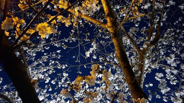 夜桜の中に小さく見える月 夜桜の中に小さく見える月の写真