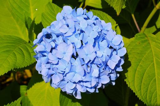 アジサイ38(横浜市内にて) アジサイ38(横浜市内にて)の写真