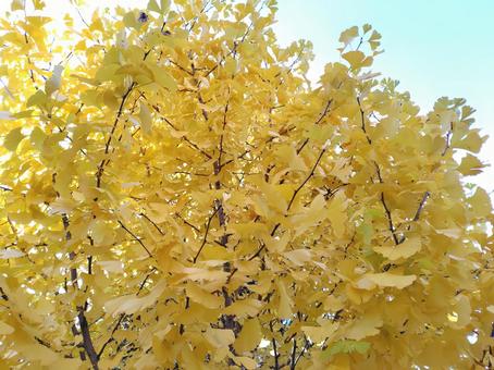 黄葉したイチョウ_8 いちょう,黄葉,秋の写真素材