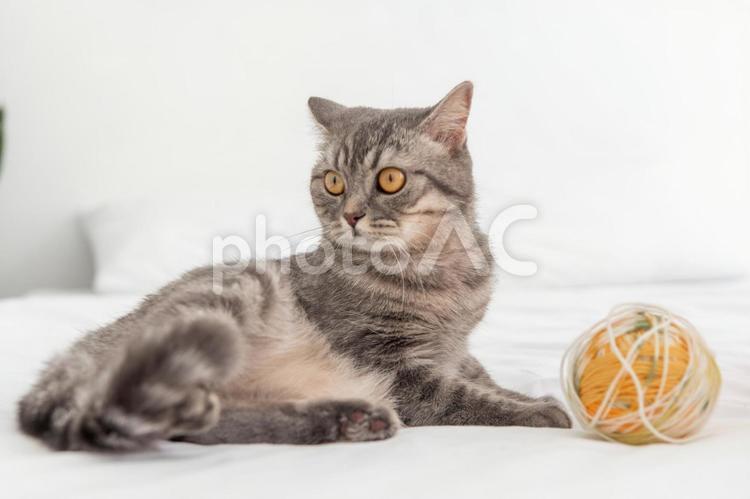 振り向くグレーの猫と毛糸玉 猫,振り向く,見るの写真素材