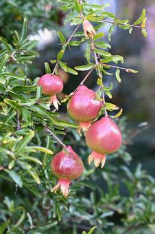 ザクロ ザクロ,木,果実の写真素材