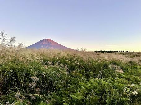 秋色に染まるススキ野原と富士山 秋色に染まるススキ野原と富士山の写真