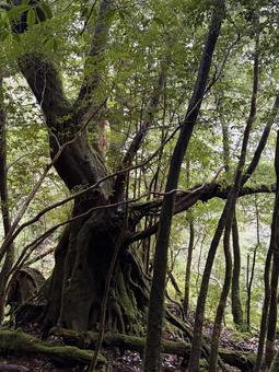 白谷雲水峡 屋久島,観光地,樹木の写真素材