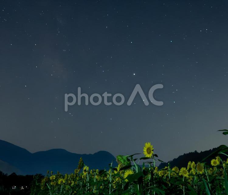 夜空に咲くひまわりの願い ひまわり,星空,夜の写真素材