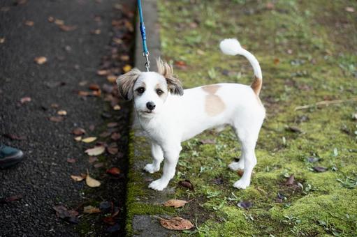 犬の散歩 散歩,犬,犬の散歩の写真素材