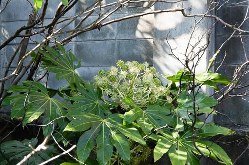 冬の陽光を浴びるヤツデの花と葉 ヤツデ,八手,植物の写真素材