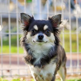 チワワのポートレート チワワのポートレート 犬,チワワ,いぬの写真素材