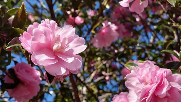 土手の花の写真