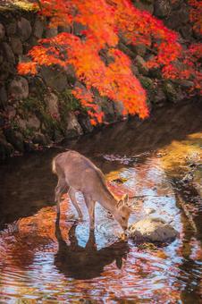 紅葉と鹿 奈良公園,鹿,紅葉の写真素材