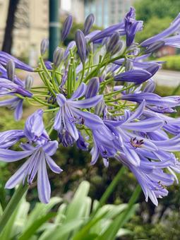Agapanthus, JPG