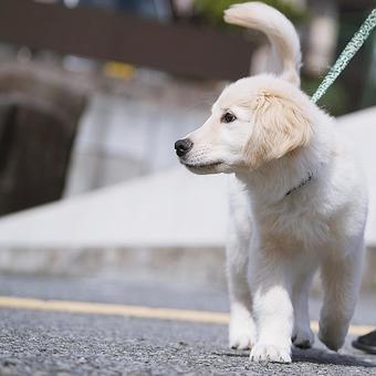 ゴールデンレトリバーの仔犬 ゴールデンレトリバーの仔犬 犬,ゴールデンレトリバー,dogの写真素材