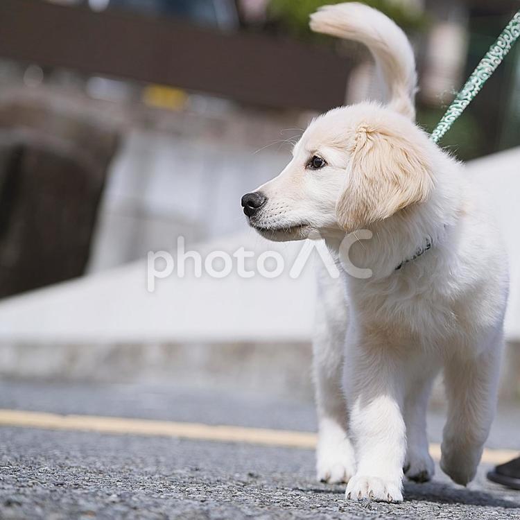 ゴールデンレトリバーの仔犬 犬,ゴールデン,ゴールデンレトリバーの写真素材