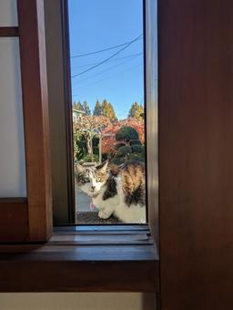 逃げたねこ_2 窓,朝焼け,日の当たるの写真素材