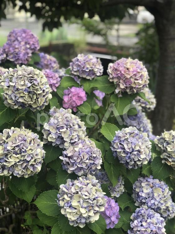 アンティークな色のあじさい 紫陽花,6月,梅雨の写真素材