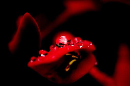 ＜五島風景＞梅雨のアメリカデイゴと雨の雫の写真