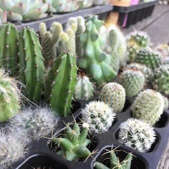 サボテンの写真