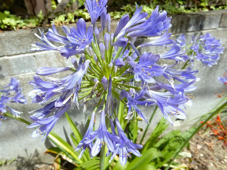 Photo, agapanthus, purple clam, blue, 