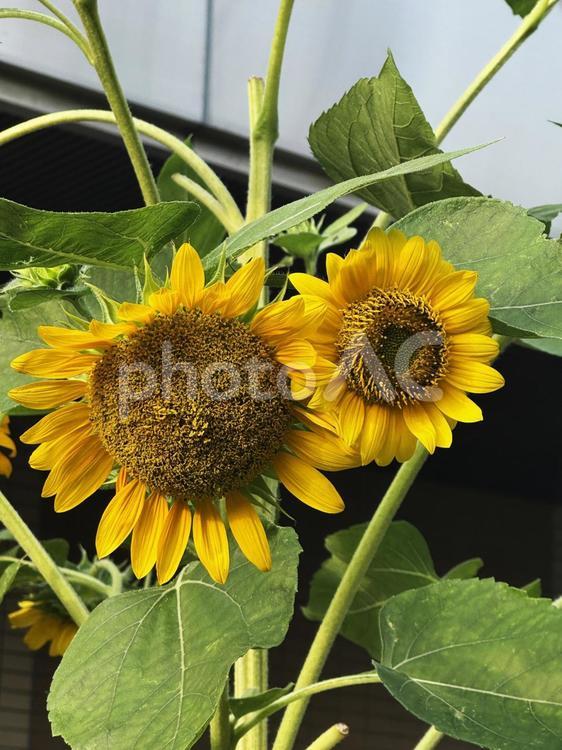 向日葵 向日葵,ひまわり,盛夏の写真素材