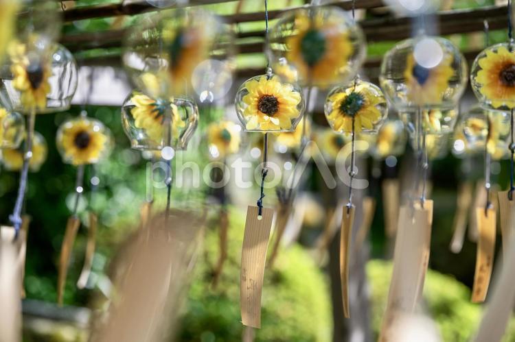 ひまわり風鈴が揺れる夏の風景 ひまわり,風鈴,夏の写真素材