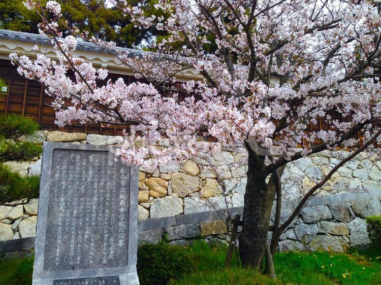愛媛・松山城「二之丸史跡庭園」登城口の桜と石碑 春,桜,松山の写真素材