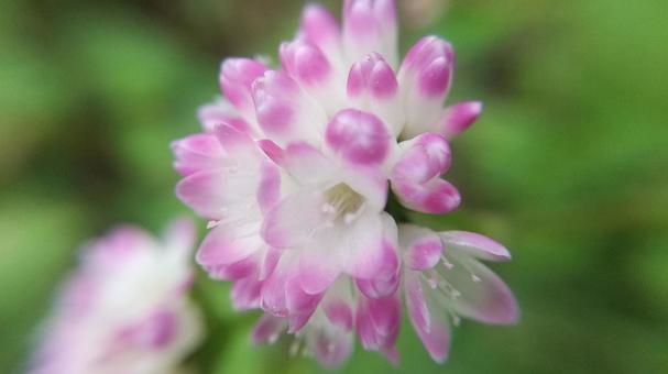 ピンクで可愛いが棘ありママコノシリヌグイの写真