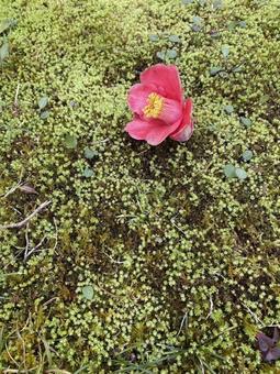 苔と椿 苔と椿の写真