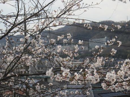 桜 桜の写真