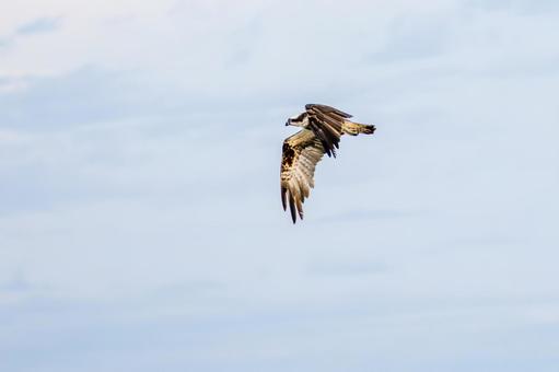 ミサゴ(123) 鳥,ミサゴ,ウオタカの写真素材