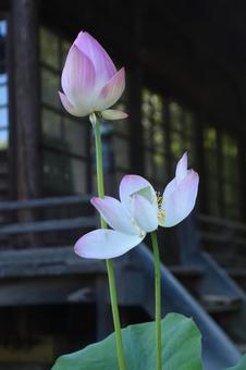 花咲き蝉声響く大暑の空:ハス1 花咲き蝉声響く大暑の空:ハス1の写真