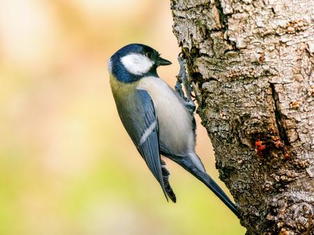 木にとまるシジュウカラ 木にとまるシジュウカラの写真
