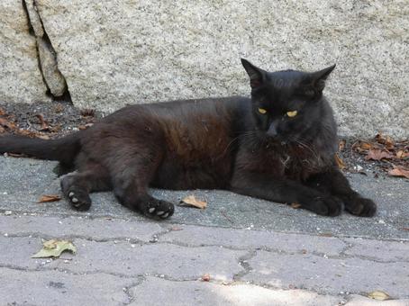 地域猫05 地域猫05の写真