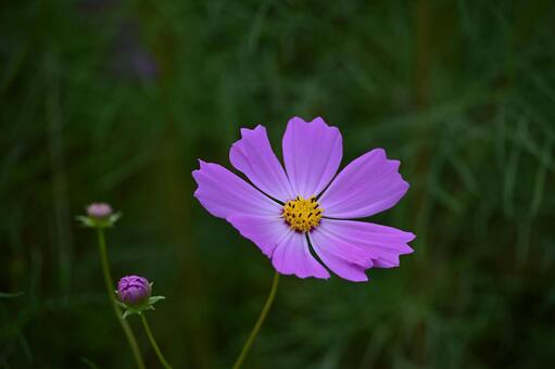 コスモス　 コスモス,所沢,いろいろの写真素材