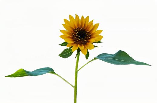 向日葵 向日葵,ひまわり,花の写真素材