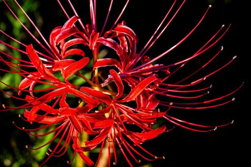 Cluster amaryllis bathed in sunlight, JPG
