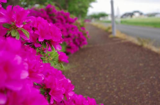 flower, JPG flower, JPG
