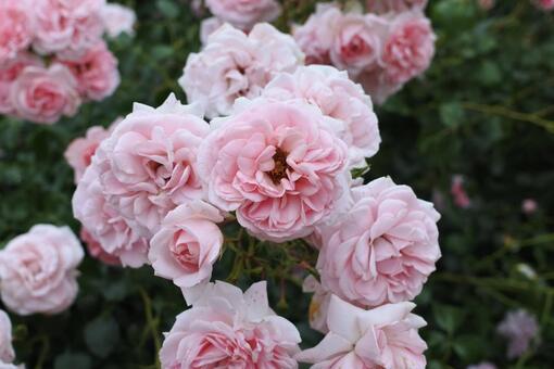 やわらかな色合いのピンクバラの花束風写真 バラ,ピンク,淡いの写真素材