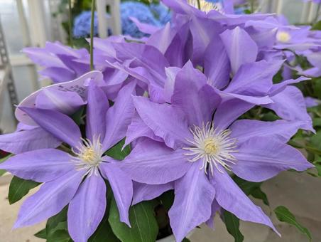 美しいクレマチス 美しいクレマチスの写真