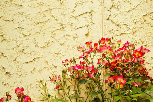 White wall and pink roses, JPG