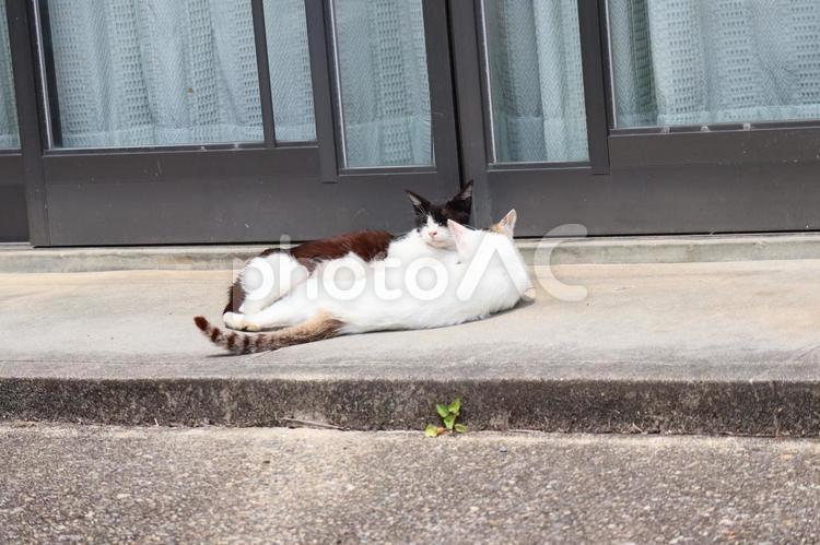 家の前のテラスにいる2匹の猫 2匹,猫,家の写真素材