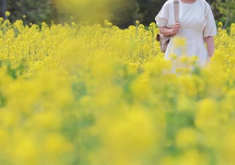 満開の花畑のイメージ 満開の花畑のイメージ 花,花畑,お花見の写真素材